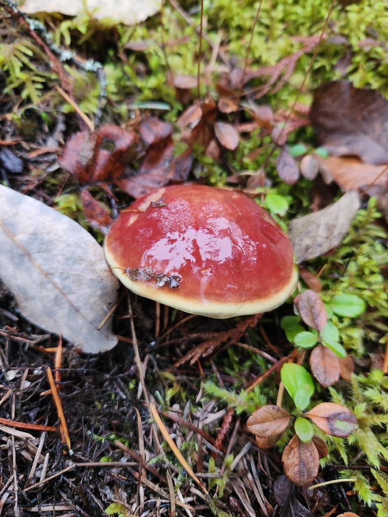 Suillus clintonianus