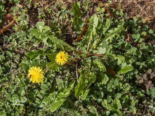 Unknown species found near Tremont Lodge, Townsend, Blount County, TN, USA