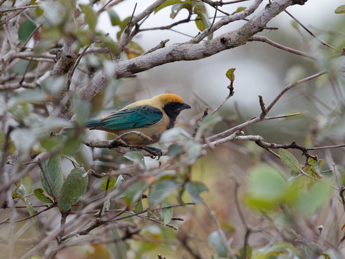 Burnished-buff Tanager (Stilpnia cayana), photo 10
