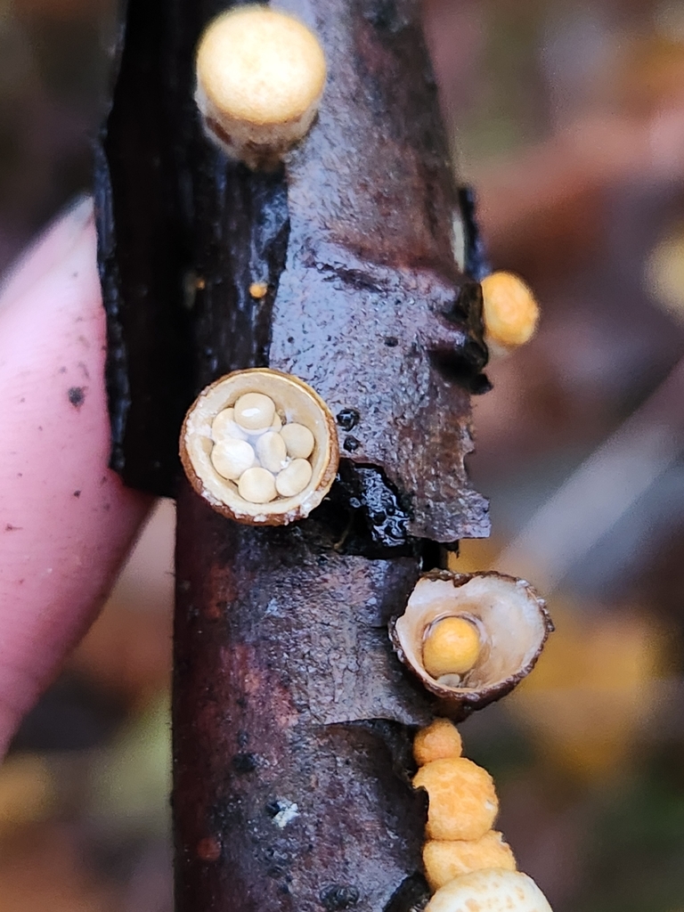Crucibulum parvulum · November 2025 · photo: © lytiic (iNaturalist, cc-by-nc)