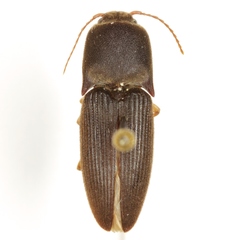 Heteroderes amplicollis