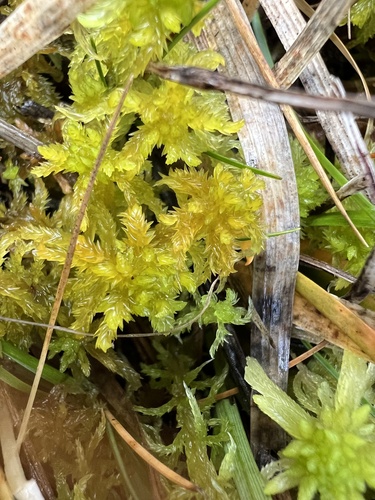 Sphagnum inundatum, 2025-11-03