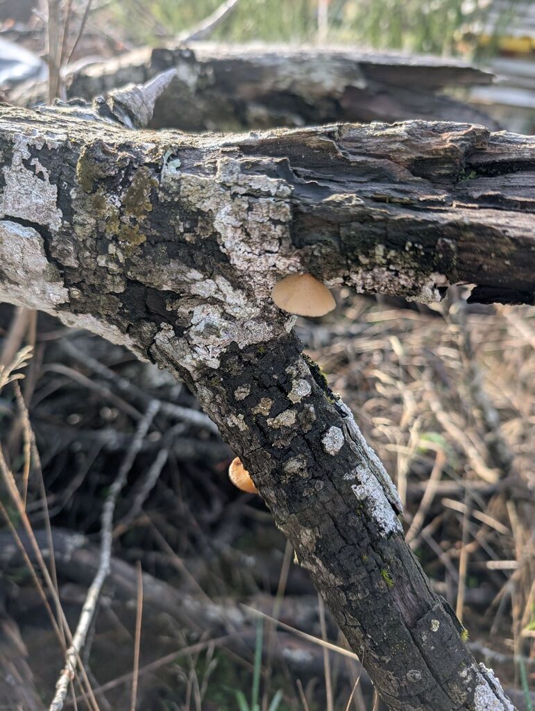 Crepidotus calolepis · November 2025 · photo: © michaelshan (iNaturalist, cc-by-nc)