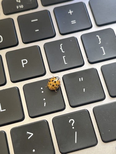 Asian Lady Beetle photographed in Kentucky