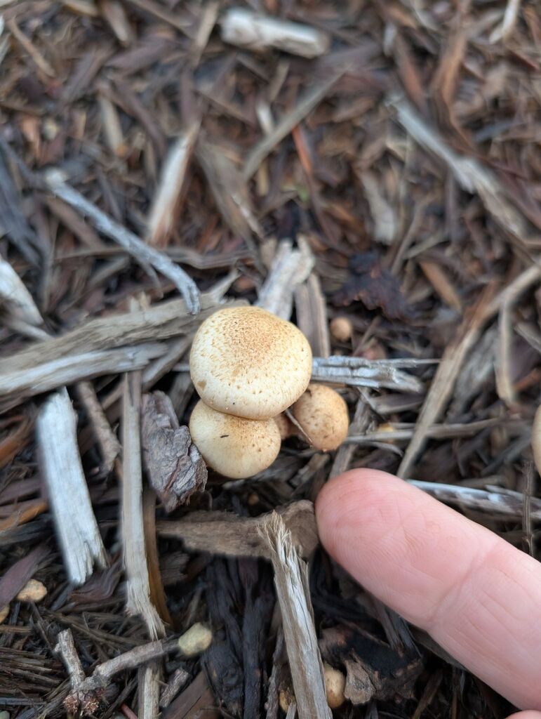 Pholiota gummosa · November 2025 · photo: © michaelshan (iNaturalist, cc-by-nc)