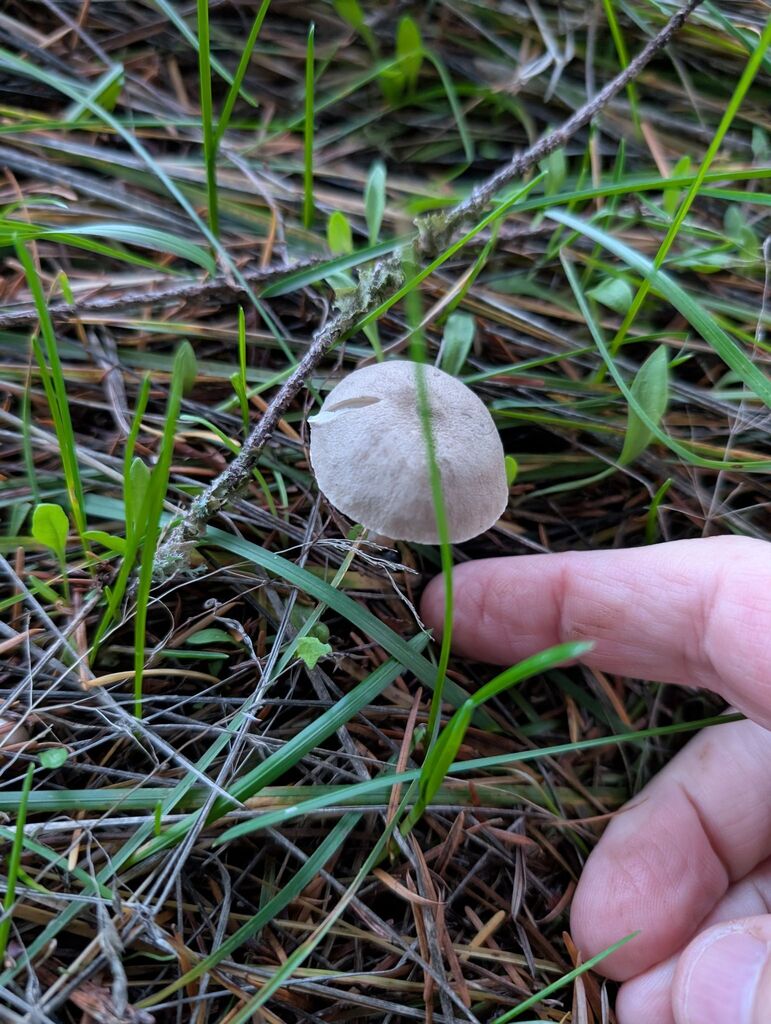 Spodocybe sp. 'trulliformis-PNW01' · November 2025 · photo: © michaelshan (iNaturalist, cc-by-nc)