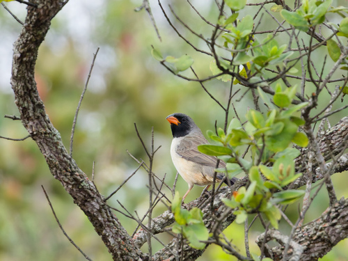 Black-throated Saltator (Saltatricula atricollis), photo 5