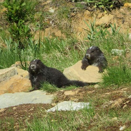 Vancouver Island Marmot