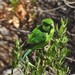 Margarit's Parakeet - Photo (c) Doug Taron, some rights reserved (CC BY-NC), uploaded by Doug Taron