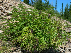 Sambucus racemosa melanocarpa