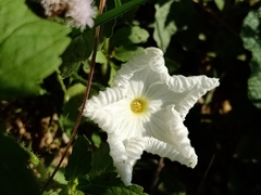 Trichosanthes scabra