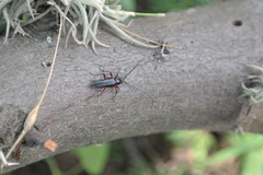 Stenosphenus sobrius