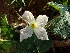Trichosanthes scabra