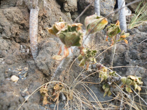 Aeonium smithii