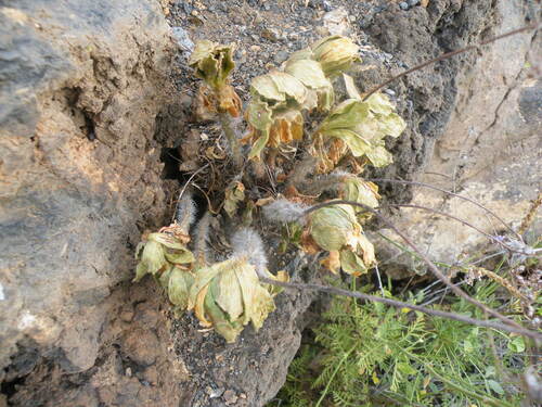 Aeonium smithii