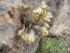 Aeonium smithii