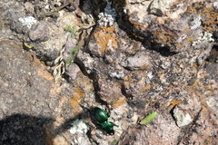 Pasimachus mexicanus