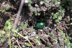 Pasimachus mexicanus