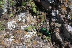 Pasimachus mexicanus