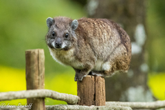 Dendrohyrax arboreus