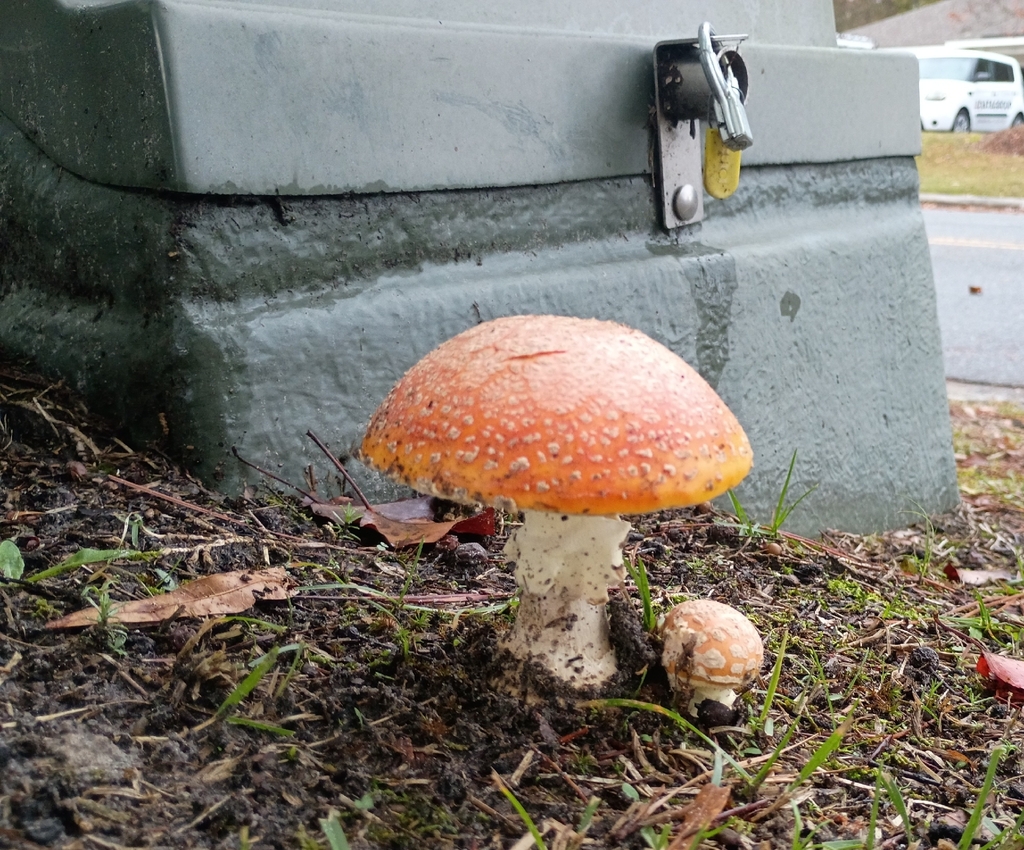 Amanita persicina · November 2025 · photo: © jasonhernandez74 (iNaturalist, cc0)