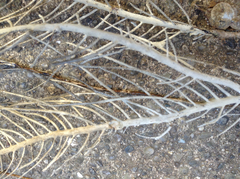 Antillogorgia bipinnata