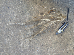 Antillogorgia bipinnata