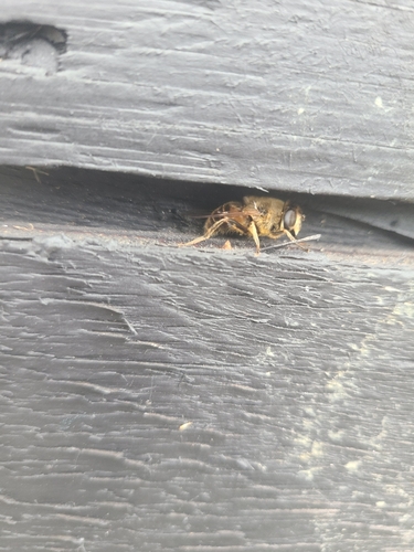 Unknown species found near Livermore Falls, ME 04254, USA