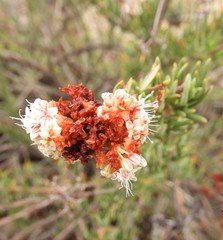 Eriogonum fasciculatum foliolosum