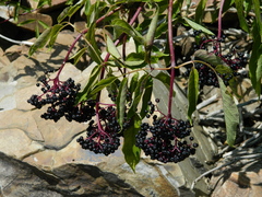 Sambucus racemosa melanocarpa
