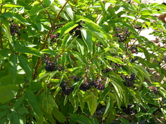 Sambucus racemosa melanocarpa