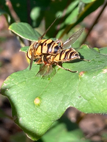 Unknown species found near Tuxedo Blvd, Webster Groves, MO, US