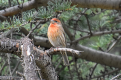 Haemorhous mexicanus