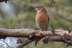 Haemorhous mexicanus