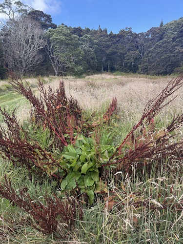 Rumex obtusifolius observed 2025-11-02