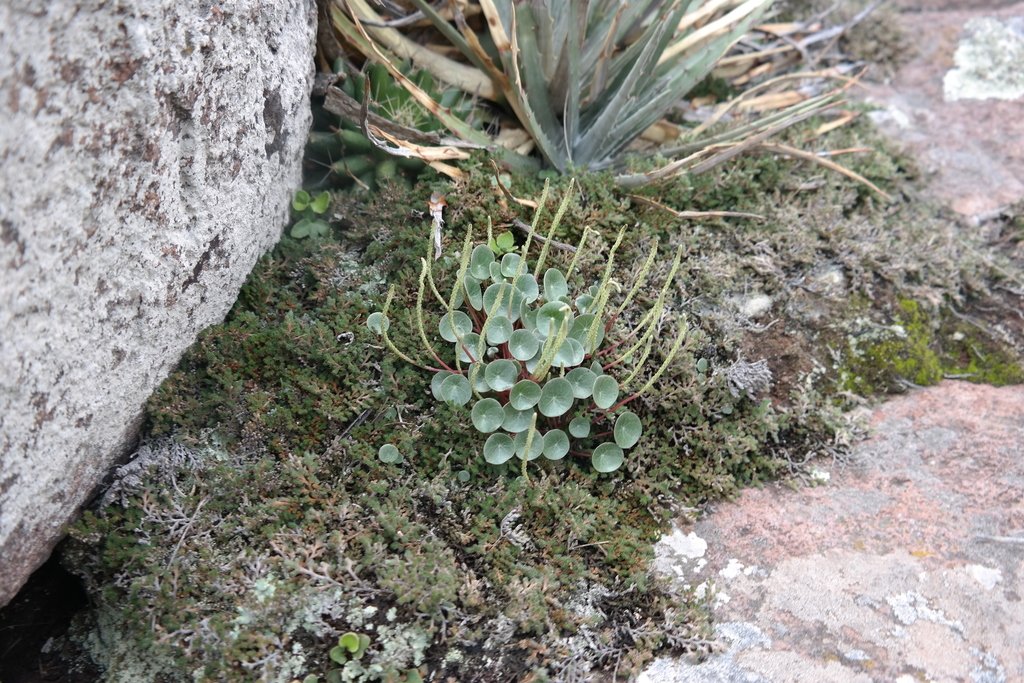 Peperomia monticola, Ladera de Cerro La Puerta, El Alberto-Dexthi, Ixmiquilpan, Hgo., México