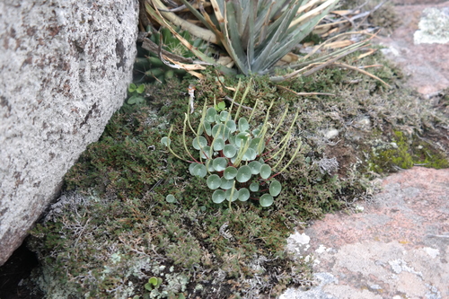 Peperomia monticola