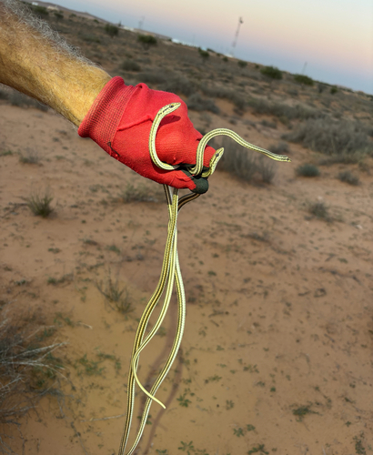 Forskal Sand Snake