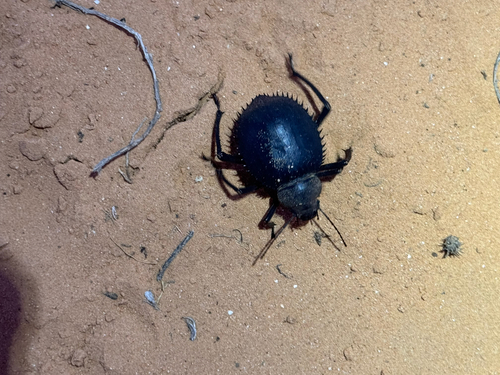 Urchin Beetle