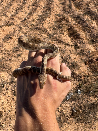 Clifford's Diadem Snake