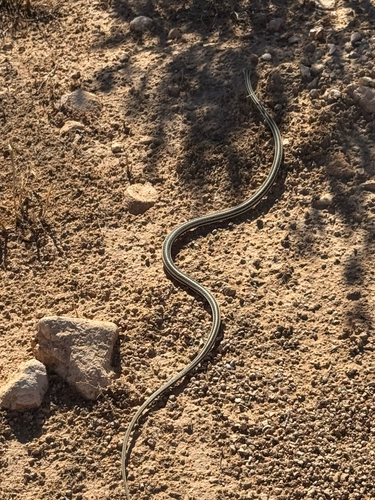 Forskal Sand Snake