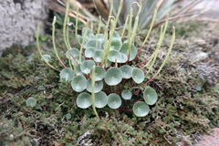 Peperomia monticola