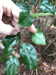 Flacourtia indica