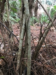 Flacourtia indica