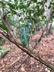 Flacourtia indica