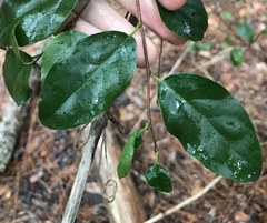 Flacourtia indica