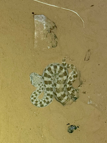 Desert Horned Viper