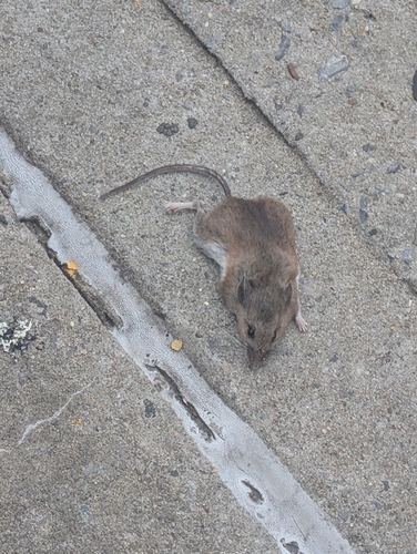 Rat photographed near here on 2025-11-03