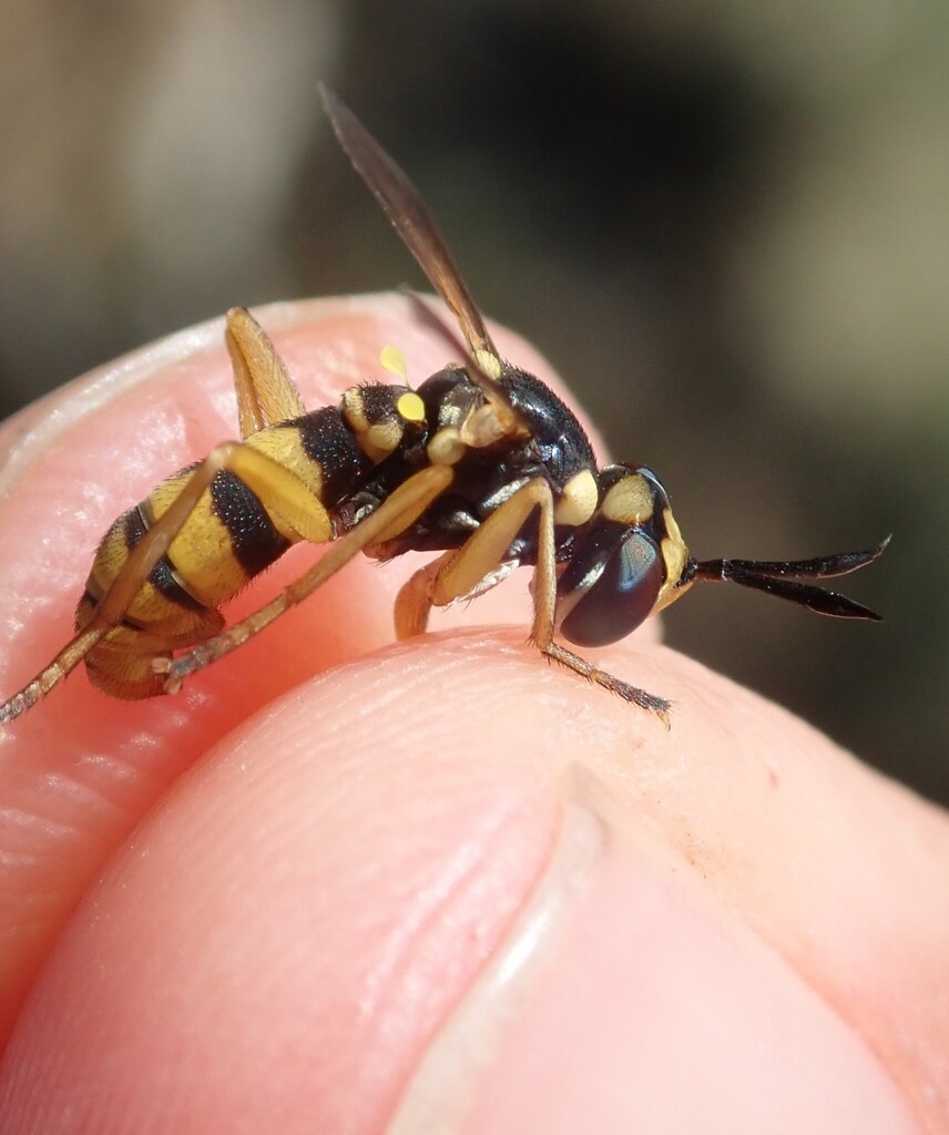 Leopoldius diadematus