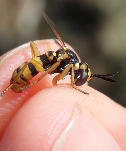 Leopoldius diadematus